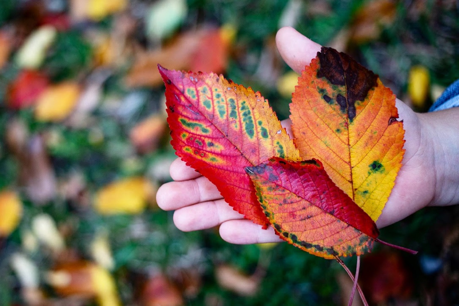 Biowatching ed educazione ambientale nella Riserva MAB Unesco